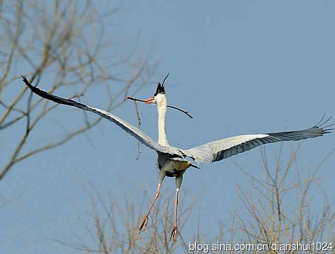 蓝天下勤劳的苍鹭