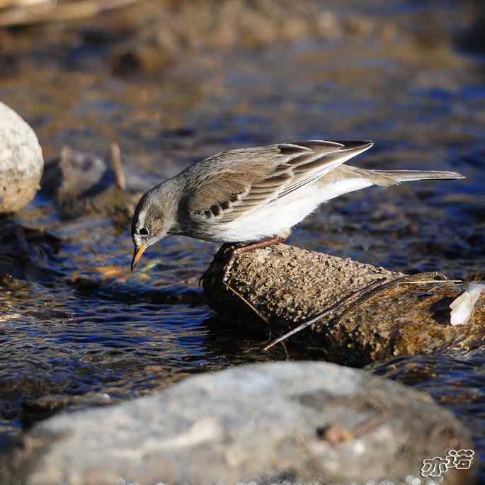 白河峡谷 wbr路 wbr水鹨 白河峡谷 wbr路 wbr水鹨