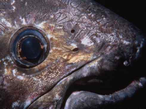 鱼类活化石：矛尾鱼