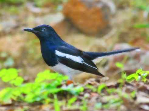 雀鸟也彪悍：谁怕谁（鹊鸲）