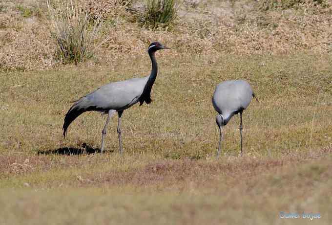 达里诺尔湖的蓑羽鹤