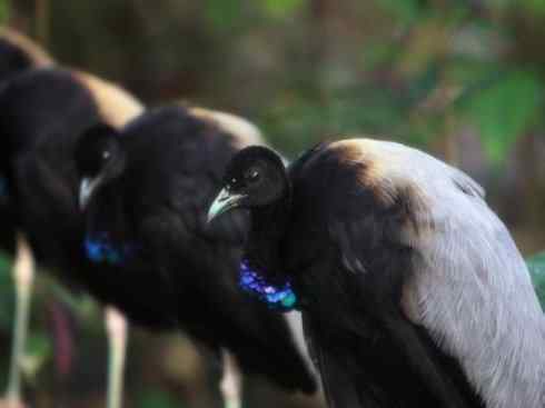 绝色攀禽：佛法僧目之翠鴗2