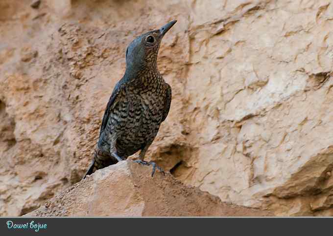 蓝矶鸫和沿河城的那些鸟