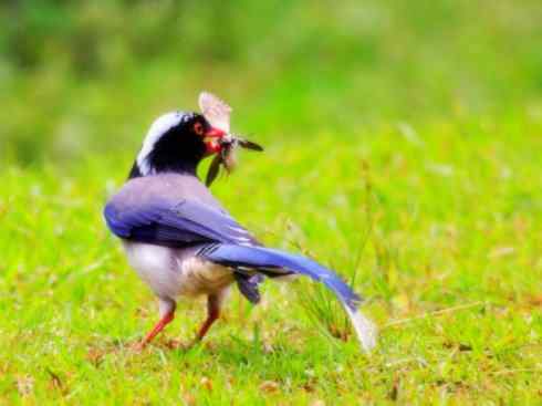 家禽驯化之源之三十一