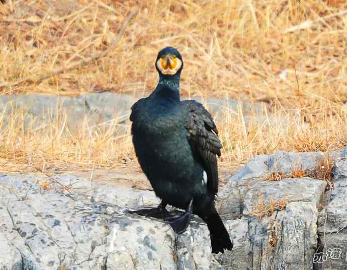 自我陶醉的鸬鹚 自我陶醉的鸬鹚