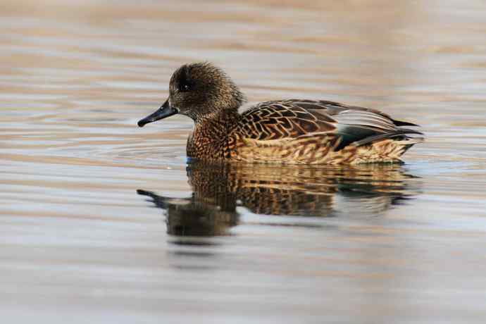 唐罗鸭 wbr八百里加急★ 唐罗鸭 wbr八百里加急★