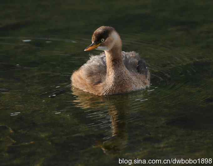山光悦鸟性 wbr偶心竞翔飞 山光悦鸟性 wbr偶心竞翔飞