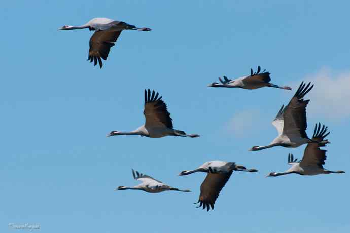 鹤舞秋风劲 蓝天浮云长