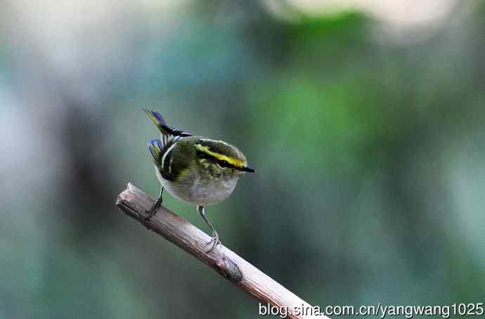 北京天坛公园的鸟类——黄腰柳莺（15）