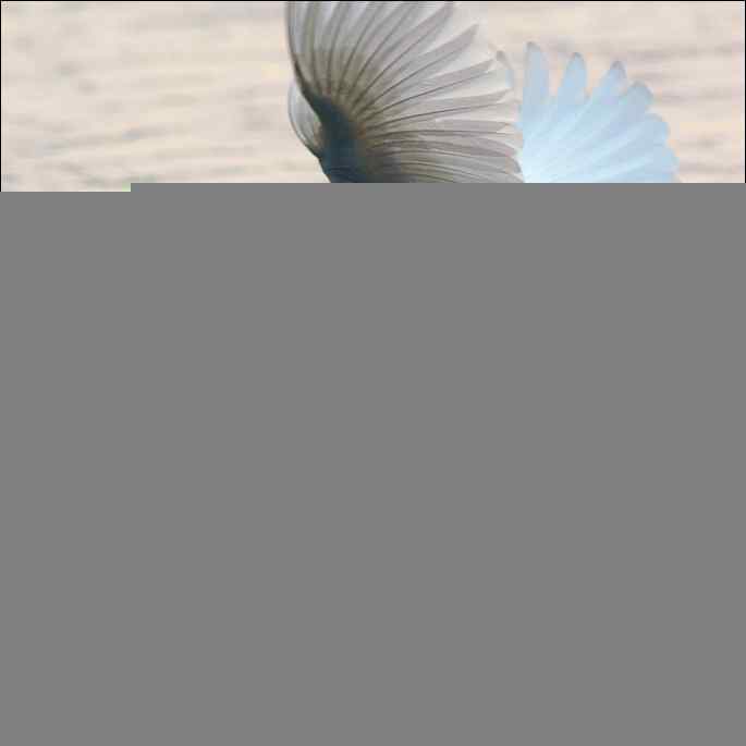 白鹭捕红鱼 白鹭捕红鱼