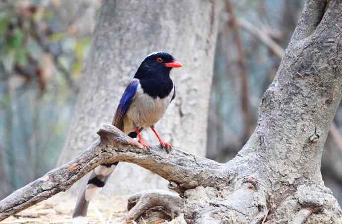 洋县两天观鸟,秦岭如此美妙! 洋县两天观鸟,秦岭如此美妙!