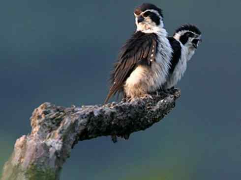 鸟类之最：小隼