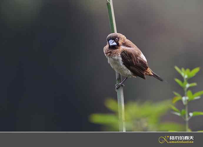 酒红朱雀和我躲猫猫 酒红朱雀和我躲猫猫