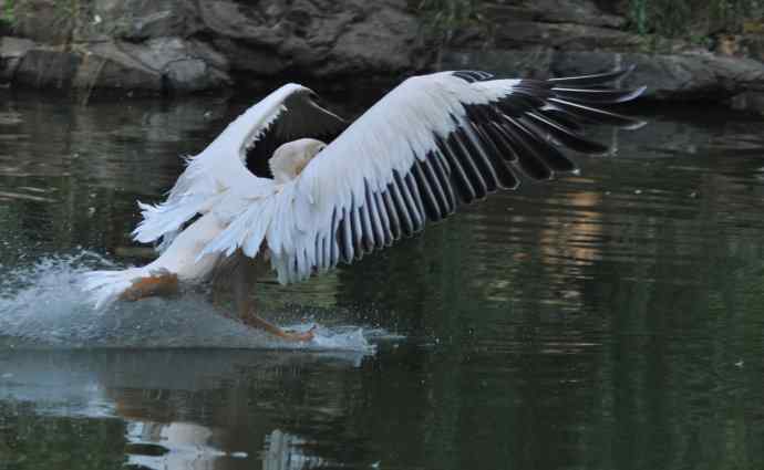 再拍大鹈鹕 wbr wbr4