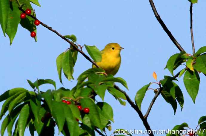 黄色林莺(2) 黄色林莺(2)