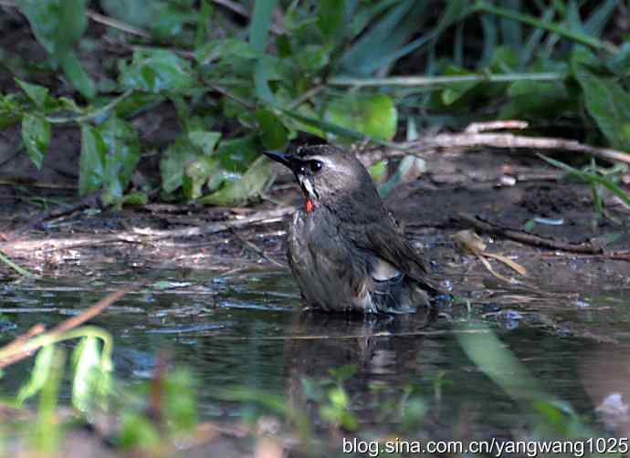 红喉歌鸲（雄性）续2