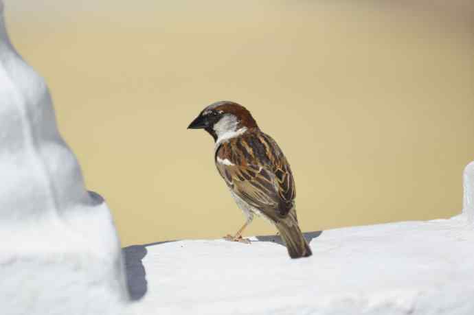 澳洲拍鸟——打捆亮相（2）