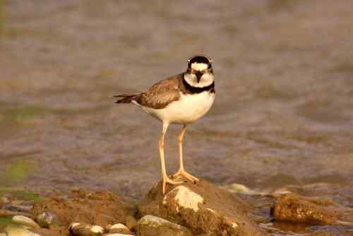 长嘴剑鸻竟然会诈伤