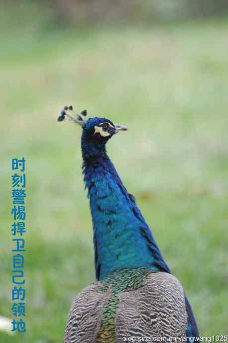 北京动物园的鸟类——照镜子