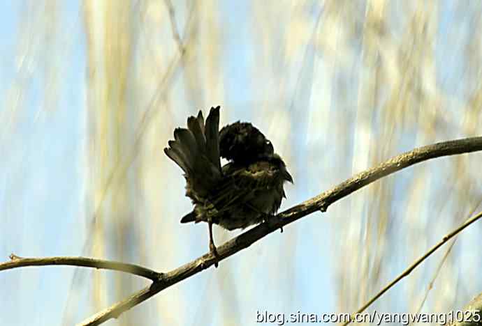 自然和谐的日坛公园（浴后）