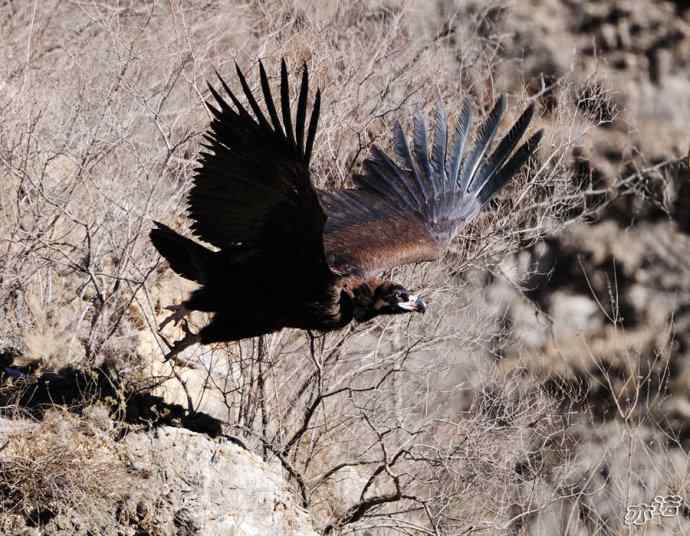 座山雕下山了鈥斺斖吼 座山雕下山了鈥斺斖吼