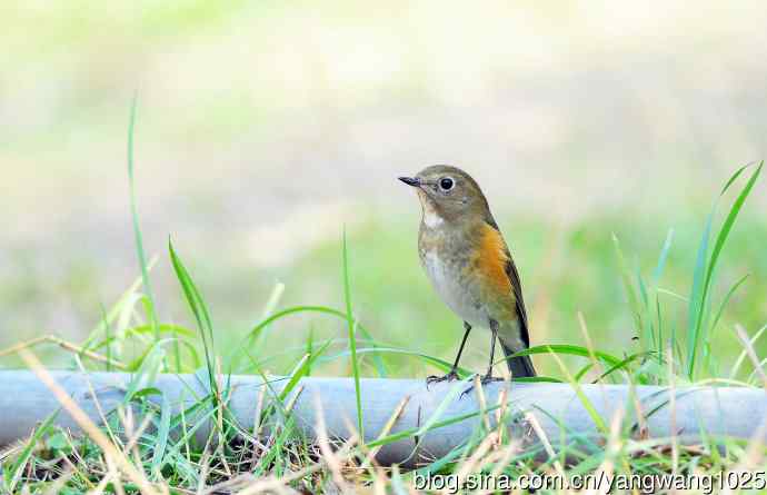雌性红胁蓝尾鸲 雌性红胁蓝尾鸲