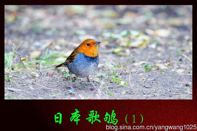 日本歌鸲（1）
