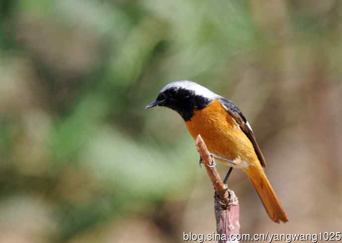 雄性北红尾鸲（11）