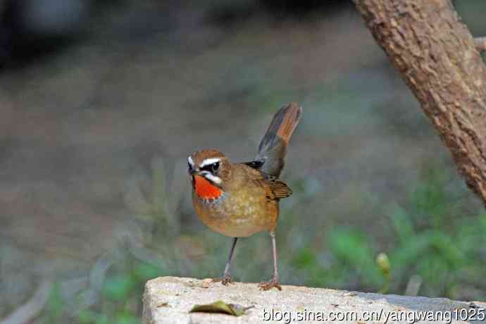 雄性红喉歌鸲（23）