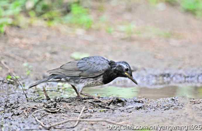 乌灰鸫(1) 乌灰鸫(1)