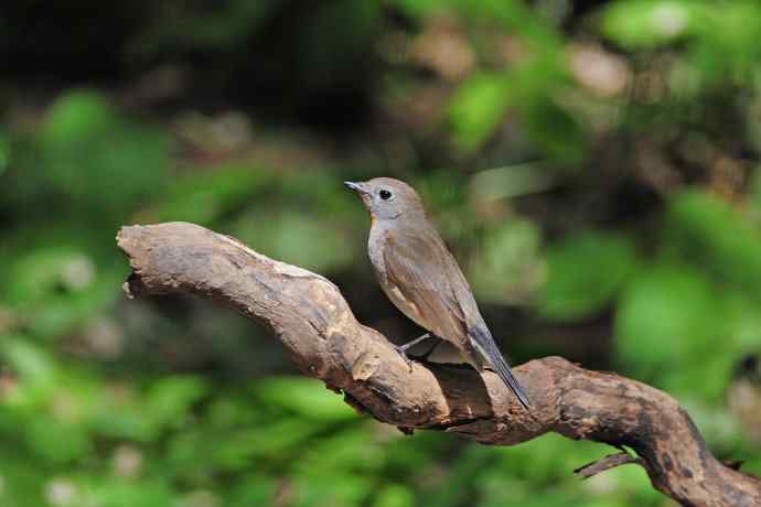 雄性红喉姬鹟（3）