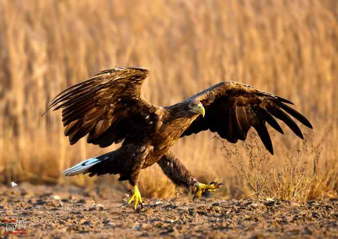 北戴河 wbr路 wbr白尾海雕 北戴河 wbr路 wbr白尾海雕