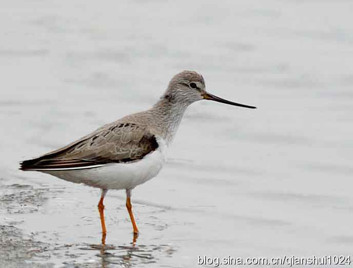 来去匆匆翘嘴鹬