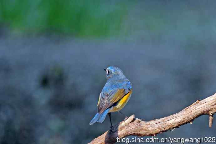 雄性红胁蓝尾鸲(33) 雄性红胁蓝尾鸲(33)