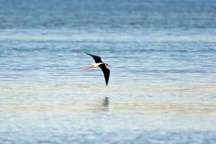 黑翅长脚鹬（4）