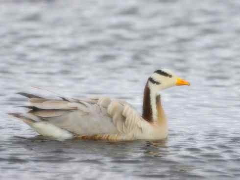 家禽驯化之源之十三（大雁、丹顶鹤）