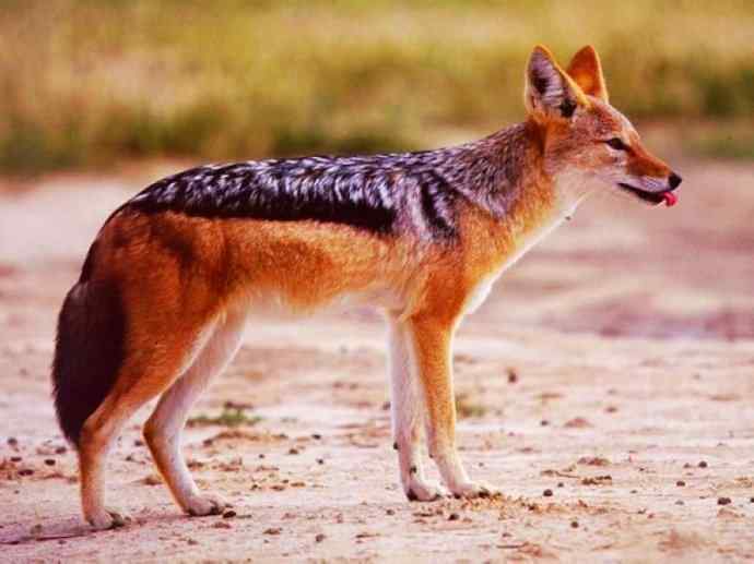 犬科:犬亚科犬属之金豺、黑背豺(胡狼类) 犬科:犬亚科犬属之金豺、黑背豺(胡狼类)