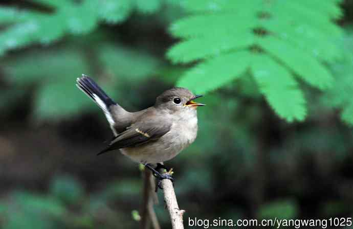 与您交流、沟通的红喉姬鹟 与您交流、沟通的红喉姬鹟