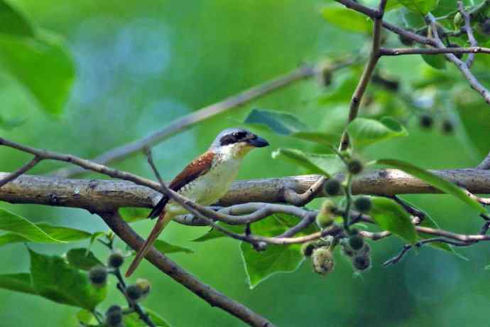 虎纹伯劳（记录版）