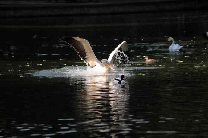 再拍鹈鹕 wbr wbr14