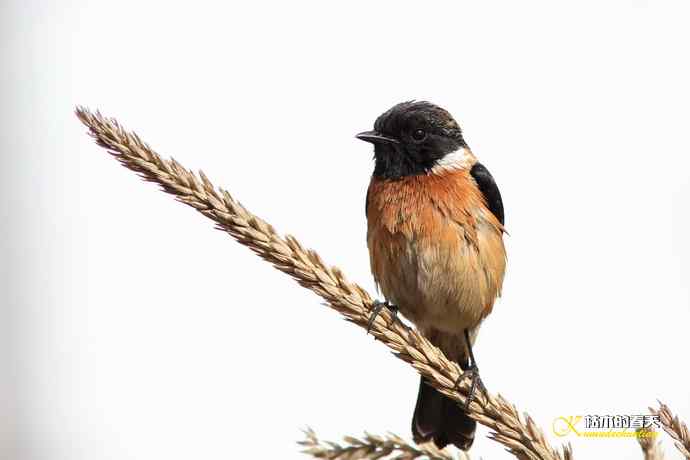 云南拍鸟的几张记录片 云南拍鸟的几张记录片
