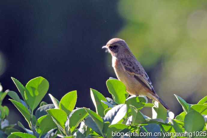 黑喉石鵖鸟（2）