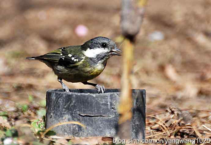 自然和谐的日坛公园（黄腹山雀）