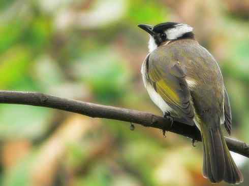 家禽驯化之源之三十（红耳鹎、领雀嘴鹎）