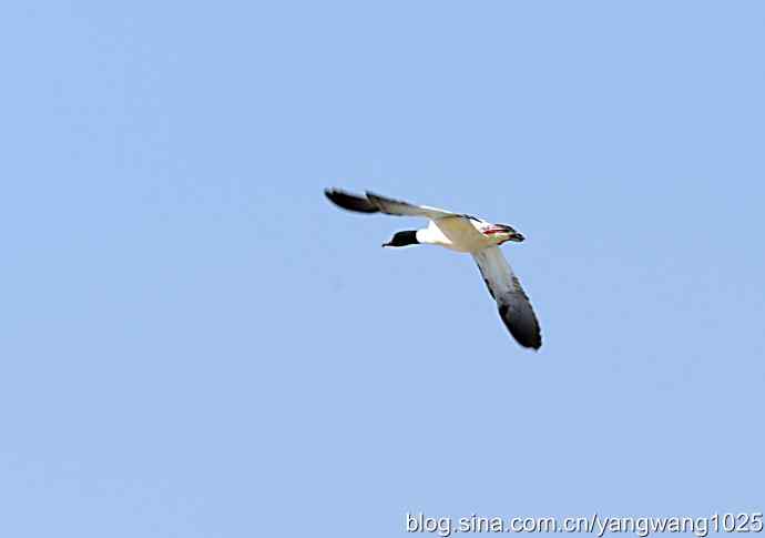 颐和园的收获（绿头鸭）