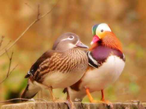 雁鸭之最之二 雁鸭之最之二