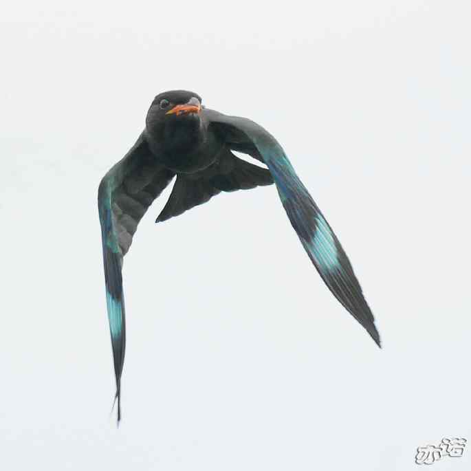 圆明园&nbsp;wbr路&nbsp;wbr三宝鸟（清晰、飞行版）