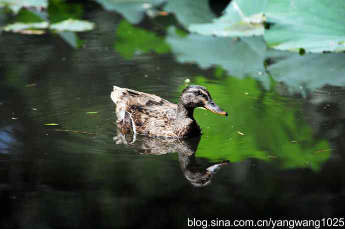 麋鹿苑中绿头鸭