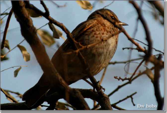 点击图片或使用键盘← →翻页