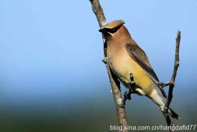 雪松太平鸟（2）